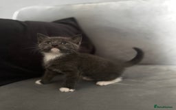 Mixed Breed cats for sale: Grey mixed short hair kittens  - Image 5