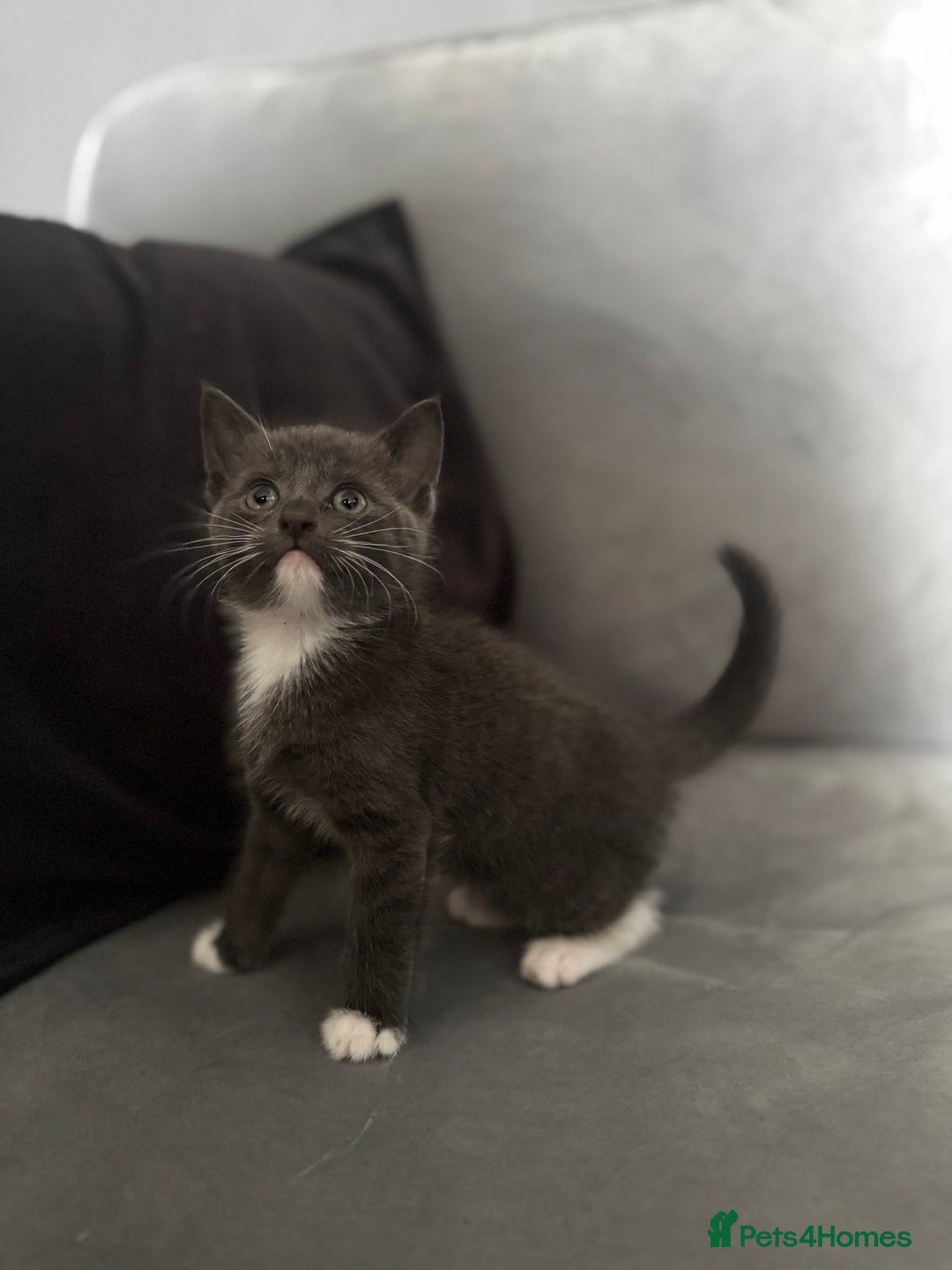 Mixed Breed cats for sale: Grey mixed short hair kittens  - Image 5
