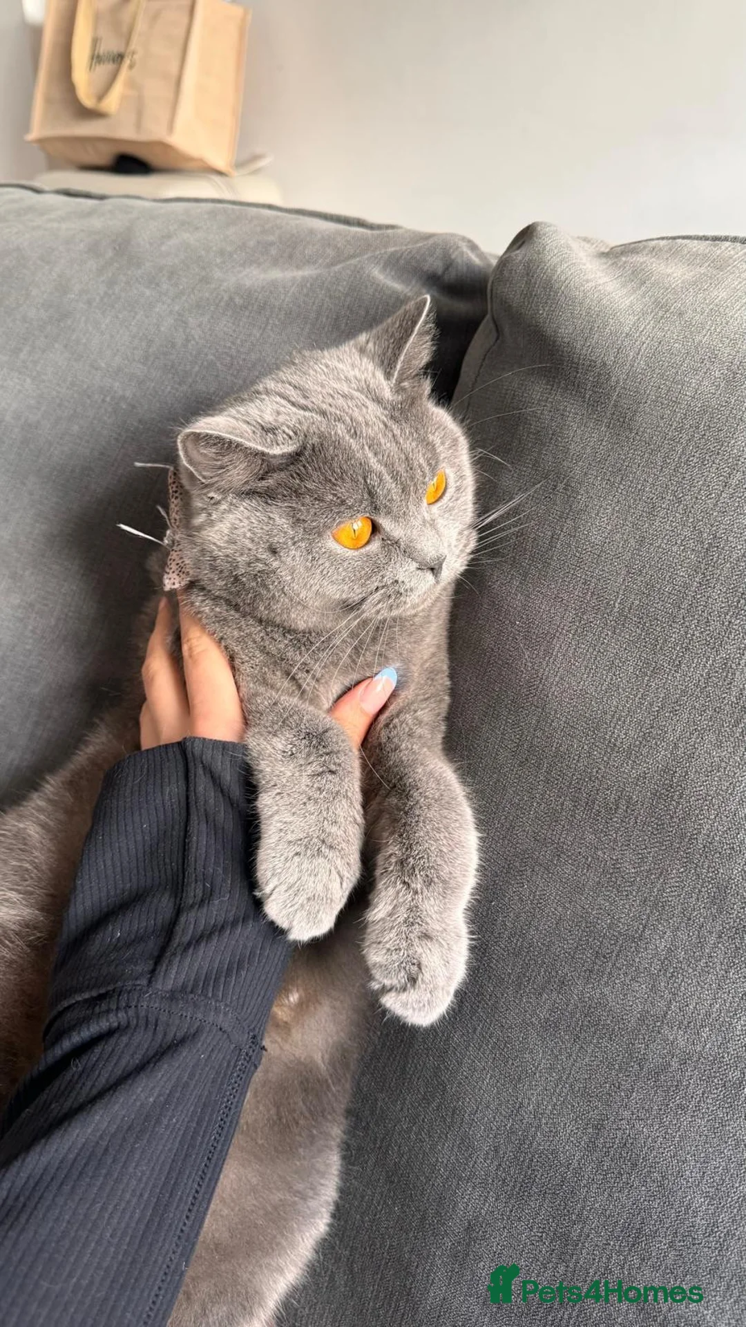 British Shorthair cats for sale: URGENT- beautiful British shorthair female  - Advert 6