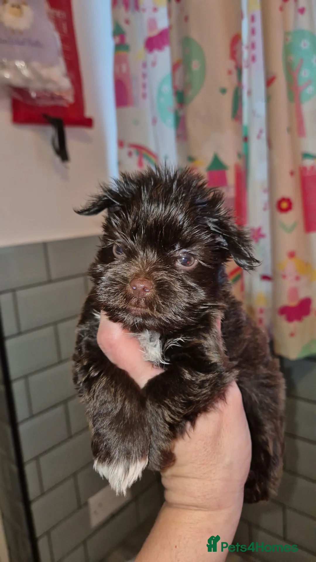 Yorkshire Terrier dogs for sale: REDUCED LAST 2 BOYS  - Advert 11