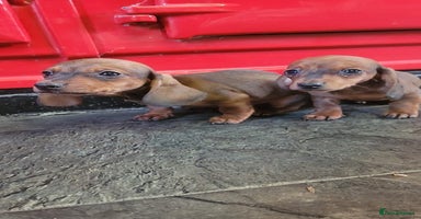 Miniature Dachshund dogs Miniature dachshund pups - Advert 3