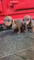 Miniature Dachshund dogs Miniature dachshund pups - Advert 3