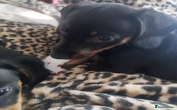 Dachshund dogs for sale: MINIATURE DACHSHUND!Only boy left. - Image 18
