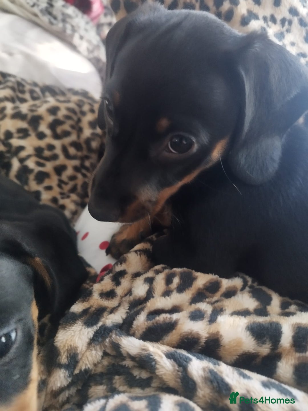 Dachshund dogs for sale: MINIATURE DACHSHUND!Only boy left. - Image 18