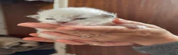 Ragdoll cats for sale: Boy and Girl Ragdoll in Woodford Green - Advert 21
