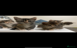 European cats for sale: 8 adorable kittens  - Image 9