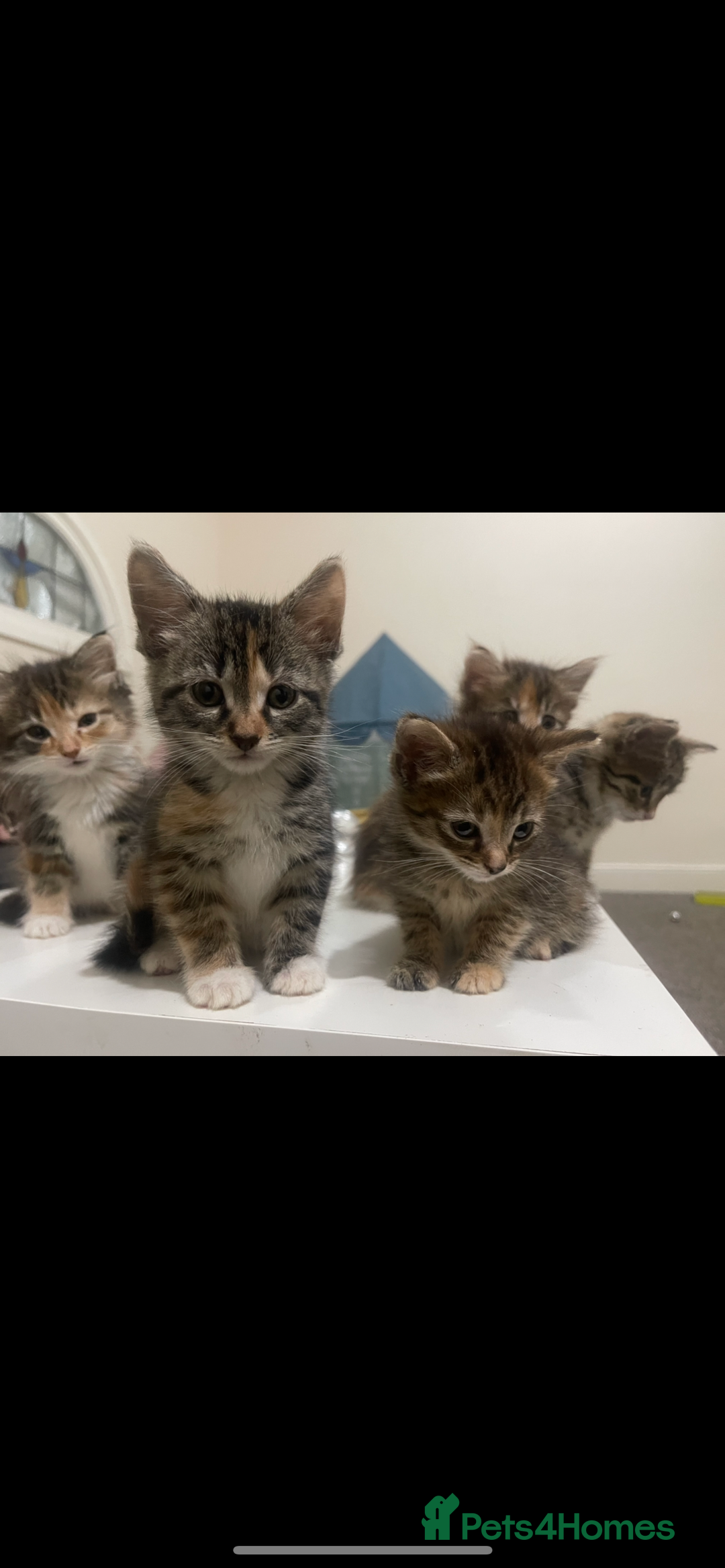 European cats for sale: 8 adorable kittens  - Image 9