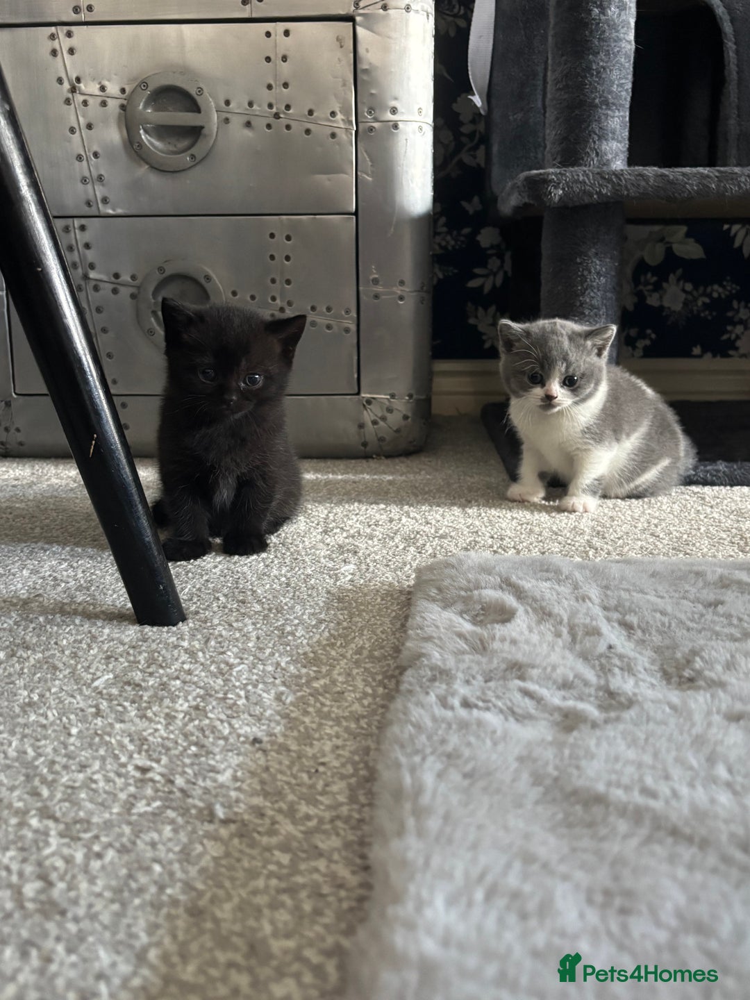 British Shorthair cats for sale: Only 2 rare Black British Shorthair kittens left  - Image 2