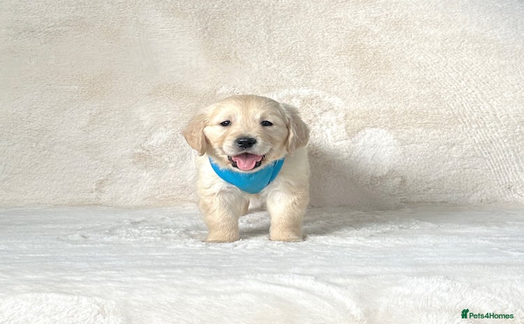 Golden Retriever dogs - Advert 1