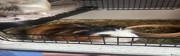 Guinea Pig rodents for sale: 2 male guinea pigs, cage, and all accessories - Advert 6