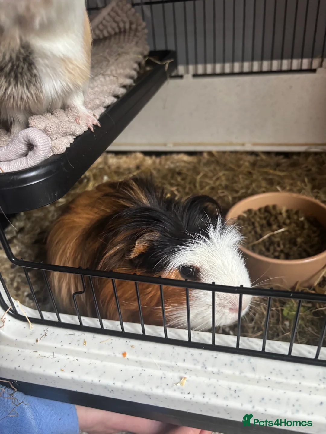 Guinea Pig rodents for sale: 2 male guinea pigs, cage, and all accessories - Advert 6