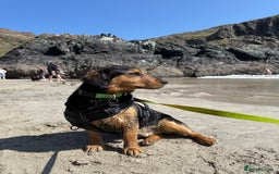 Mixed Breed dogs for sale: Mixed breed Labrador  - Image 3
