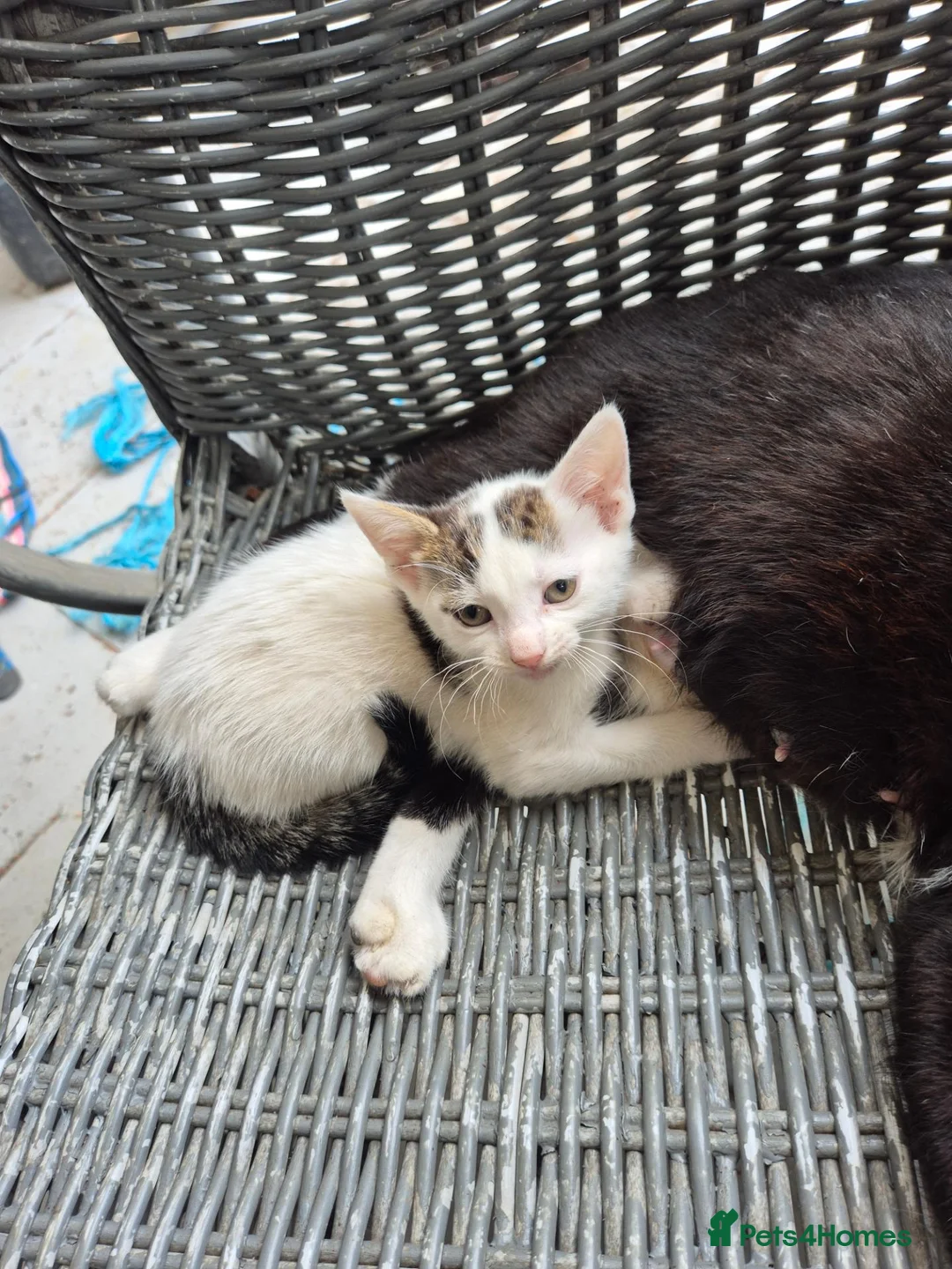 British Shorthair cats for sale: 2 gorgeous girl kittens for sale  in Basildon - Advert 9