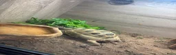 Hermann Tortoise reptiles for sale: Russian Tortoise needs rehoming  - Advert 3