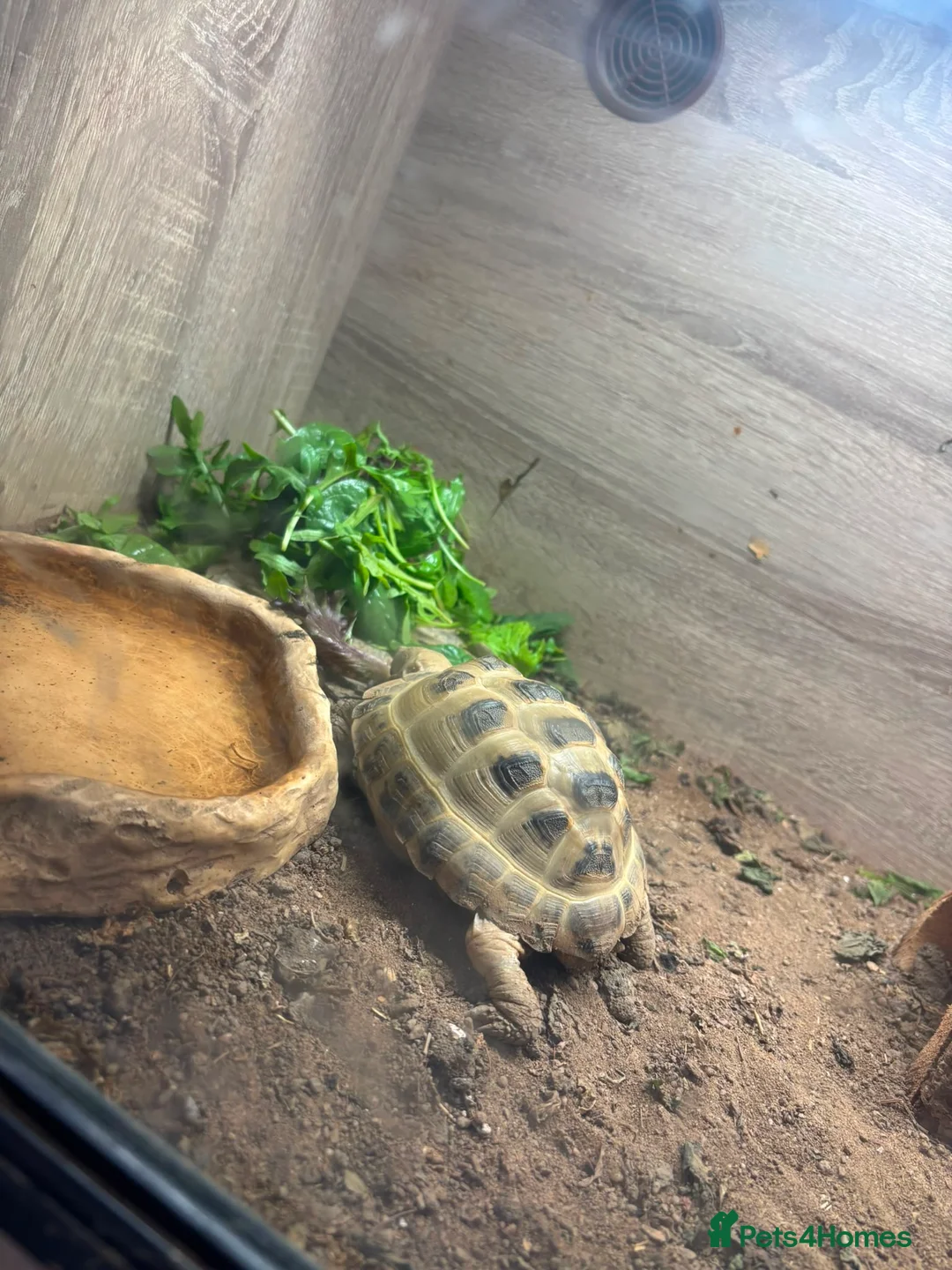 Hermann Tortoise reptiles for sale: Russian Tortoise needs rehoming  - Advert 3