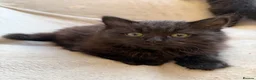 Mixed Breed cats for sale: Kittens for good homes - Advert 9