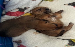 Mixed Breed dogs for sale: Jack Russel x Lucas Terrier Puppies - Image 26