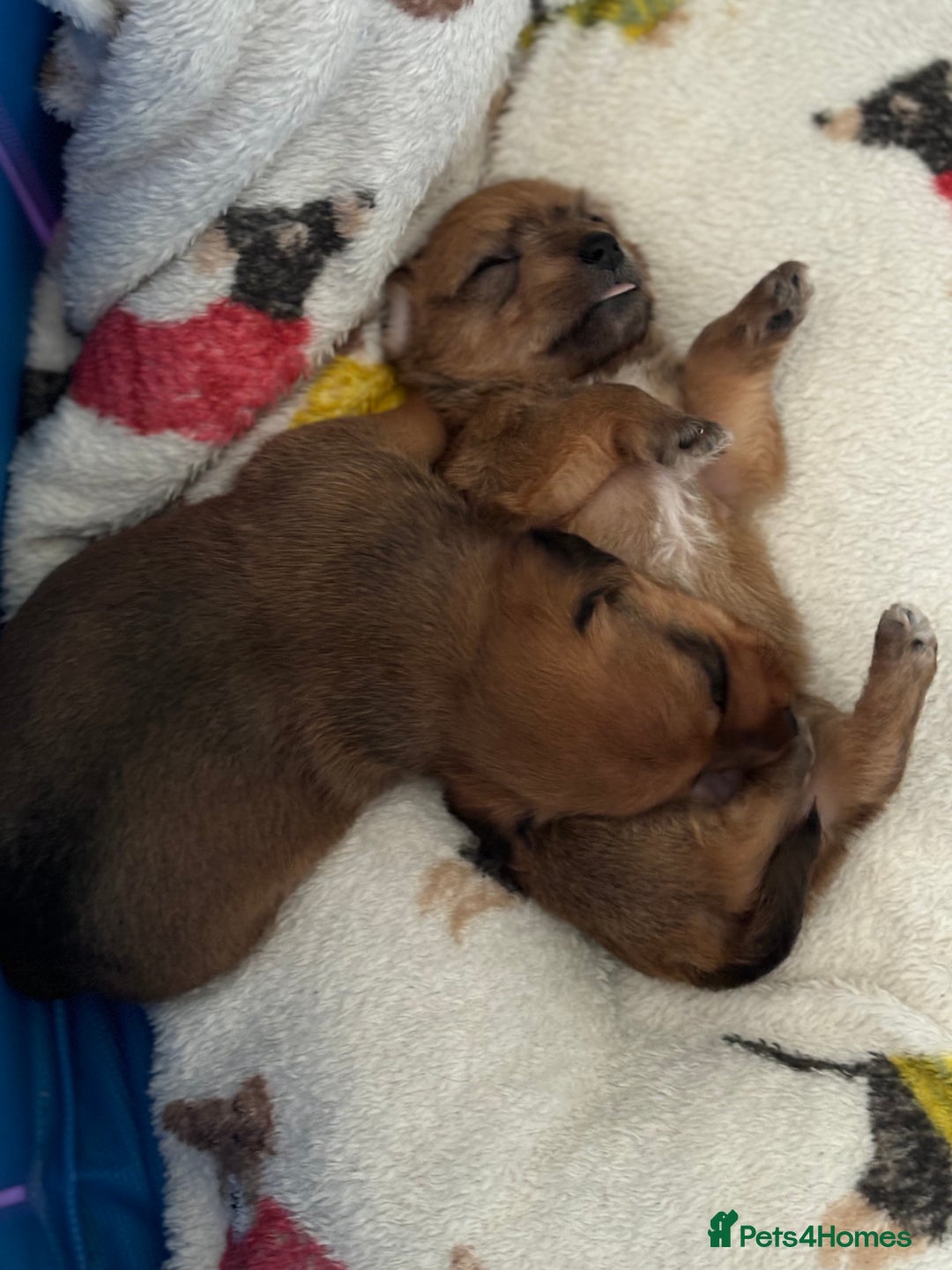 Mixed Breed dogs for sale: Jack Russel x Lucas Terrier Puppies - Image 26