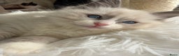 Ragdoll cats for sale: pure ragdoll - Advert 2