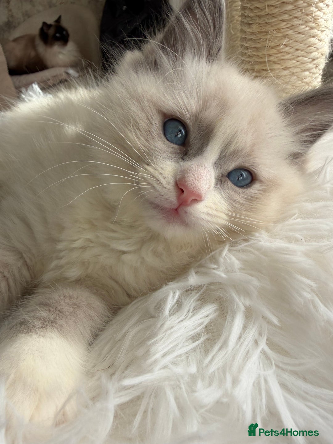 Ragdoll cats for sale: pure ragdoll - Advert 2