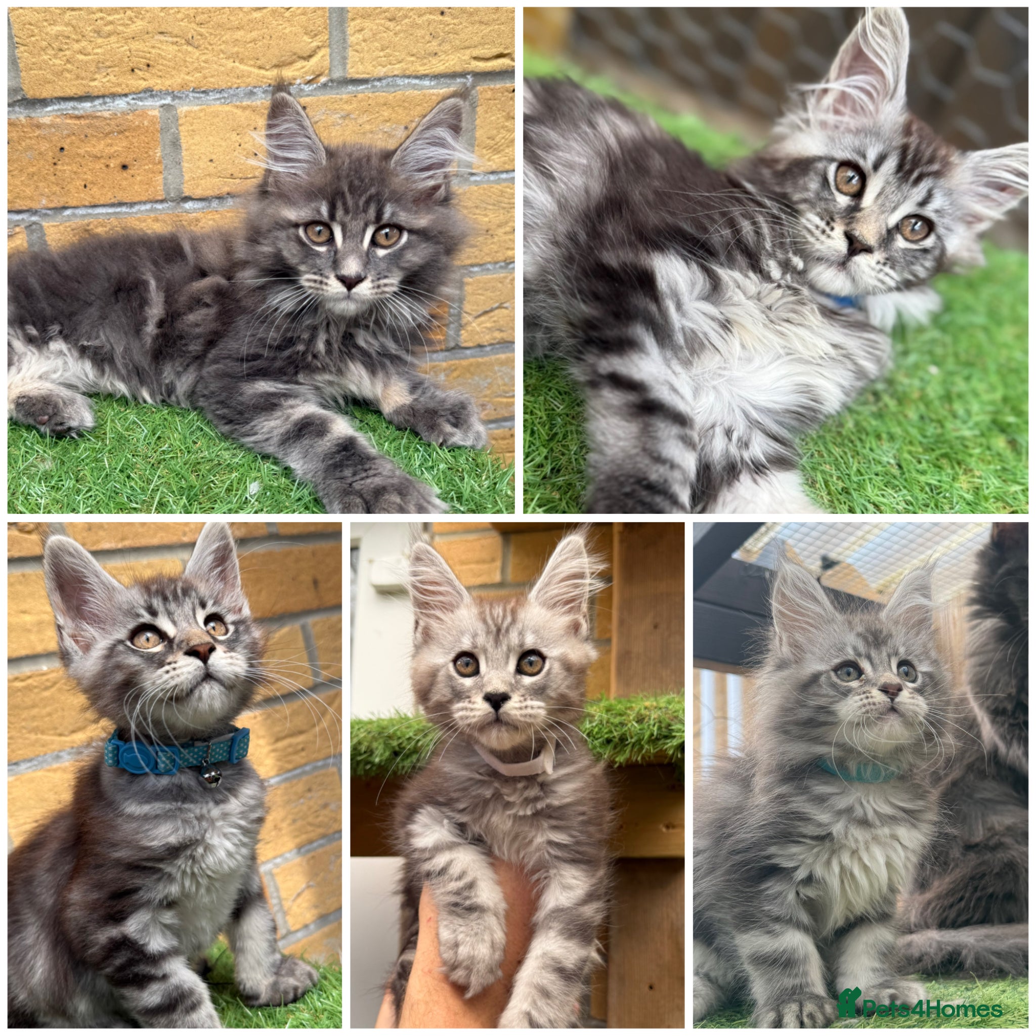 Maine Coon cats Blue smoke kittens from champion blood line - Advert 6