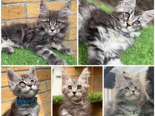 Maine Coon cats Blue smoke kittens from champion blood line - Advert 6