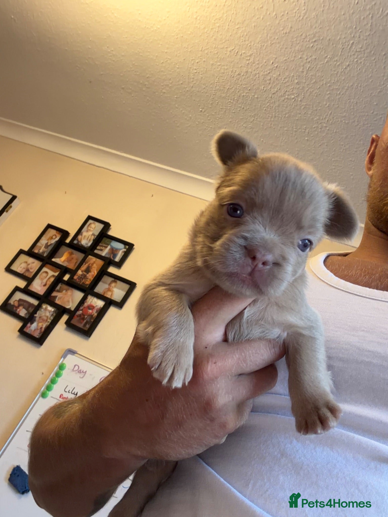 French Bulldog dogs Stunning Fluffy frenchies  - Advert 2