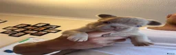 French Bulldog dogs for sale: Stunning Fluffy frenchies  - Advert 2