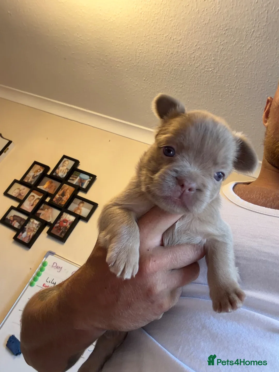 French Bulldog dogs for sale: Stunning Fluffy frenchies  - Advert 2