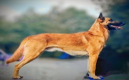 Belgian Shepherd Dog dogs for stud: Proven, KC, BSD malinois stud. HEALTH TESTED in Treorchy - Image 10