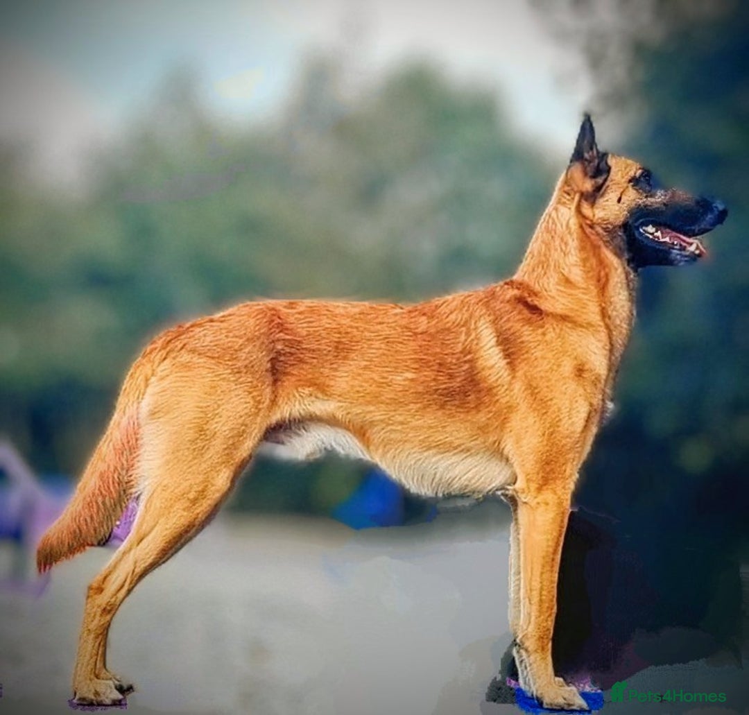 Belgian Shepherd Dog dogs for stud: Proven, KC, BSD malinois stud. HEALTH TESTED in Treorchy - Image 10