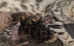 Bengal cats for sale: TICA Genetic & Health Tested Bengal Kittens  - Image 10