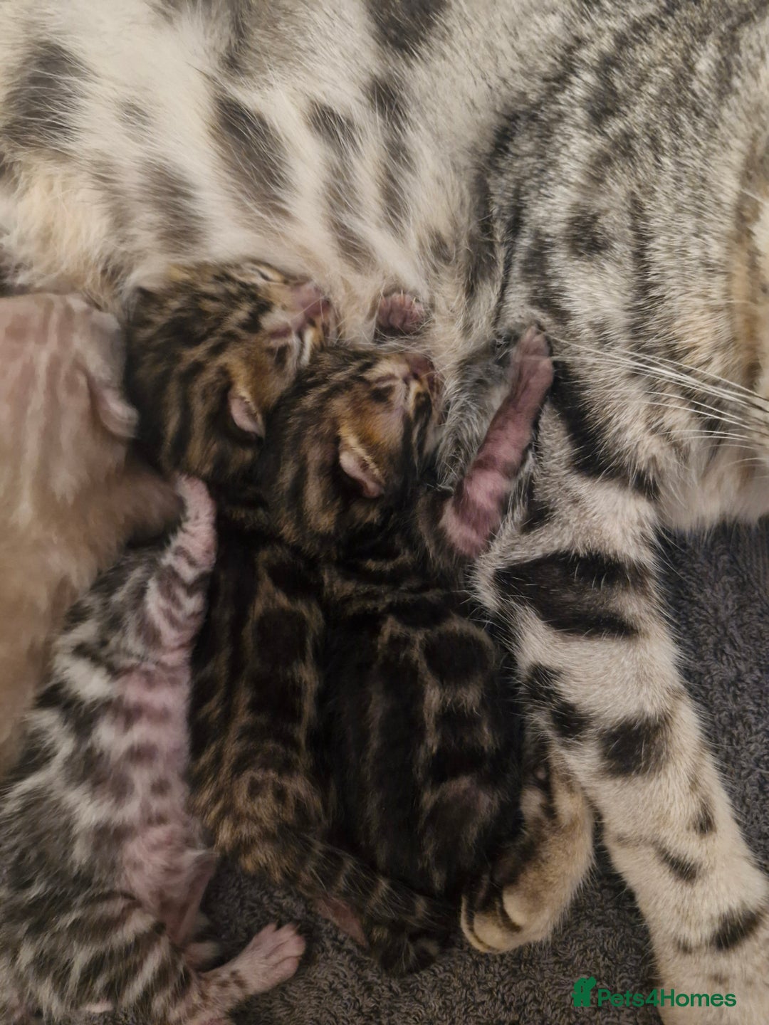 Bengal cats for sale: TICA Genetic & Health Tested Bengal Kittens  - Image 10
