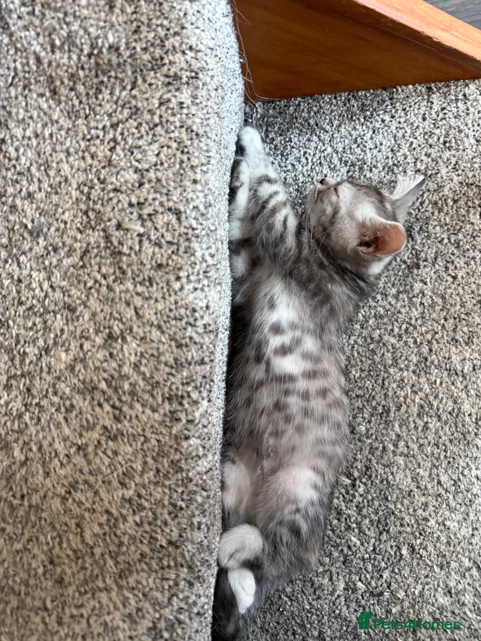 Mixed Breed cats Silver tabby female kitten.  - Advert 13