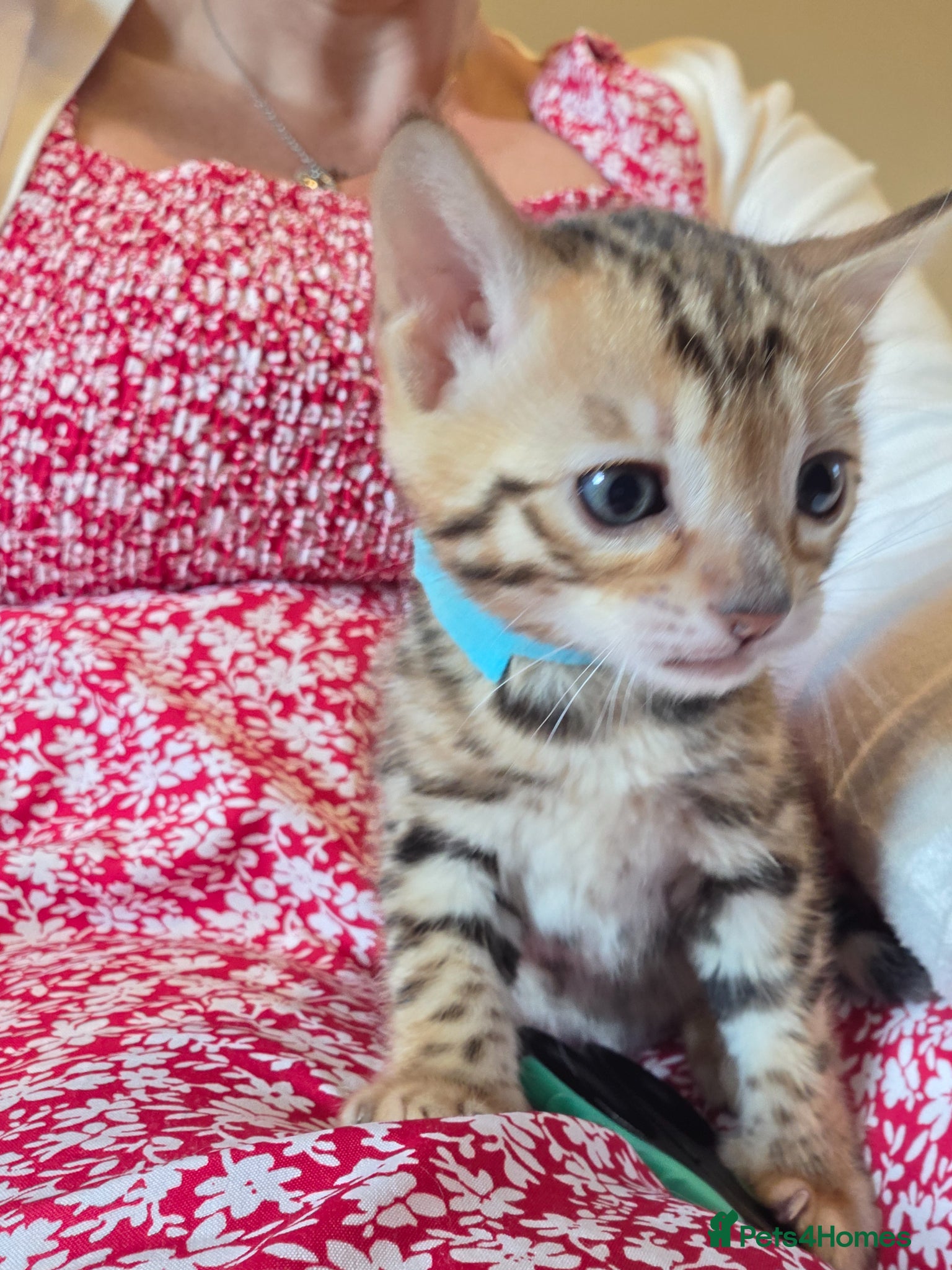 Bengal cats TICA reg neutered full bengal kittens - Advert 20