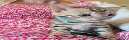 Bengal cats for sale: TICA reg neutered full bengal kittens - Advert 1