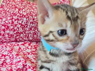 Bengal cats TICA reg neutered full bengal kittens - Advert 20