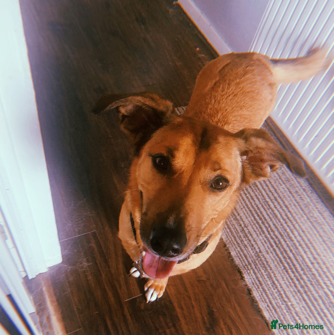 Mixed Breed dogs for sale: Dandy - Image 2