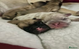 Frug dogs for sale: Fluffy frug - Image 12