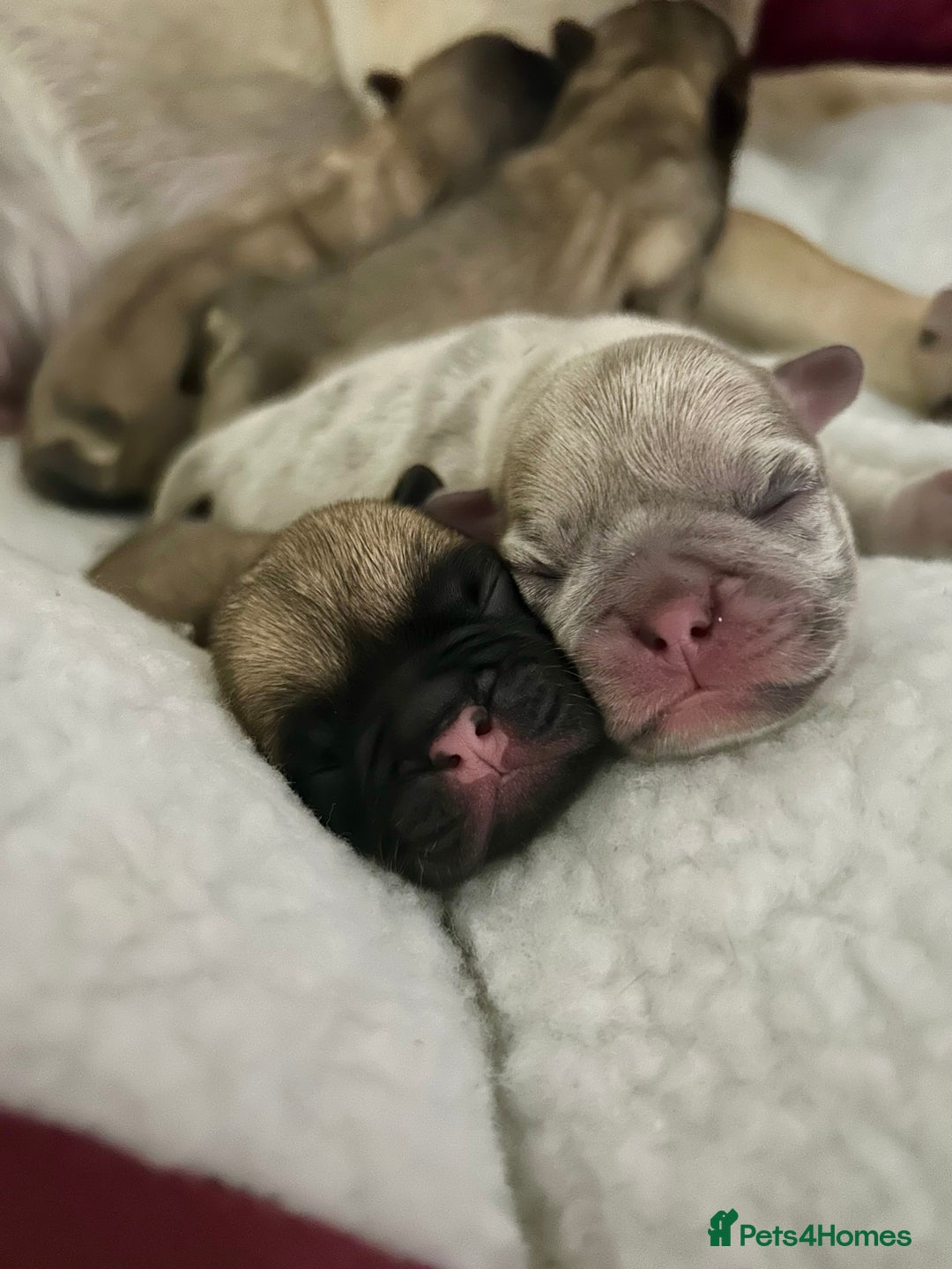 Frug dogs for sale: Fluffy frug - Image 12
