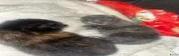 Mixed Breed cats for sale: 4 half Maine Coon kittens  - Advert 24