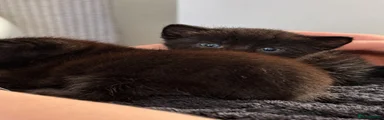 Domestic Shorthair 4