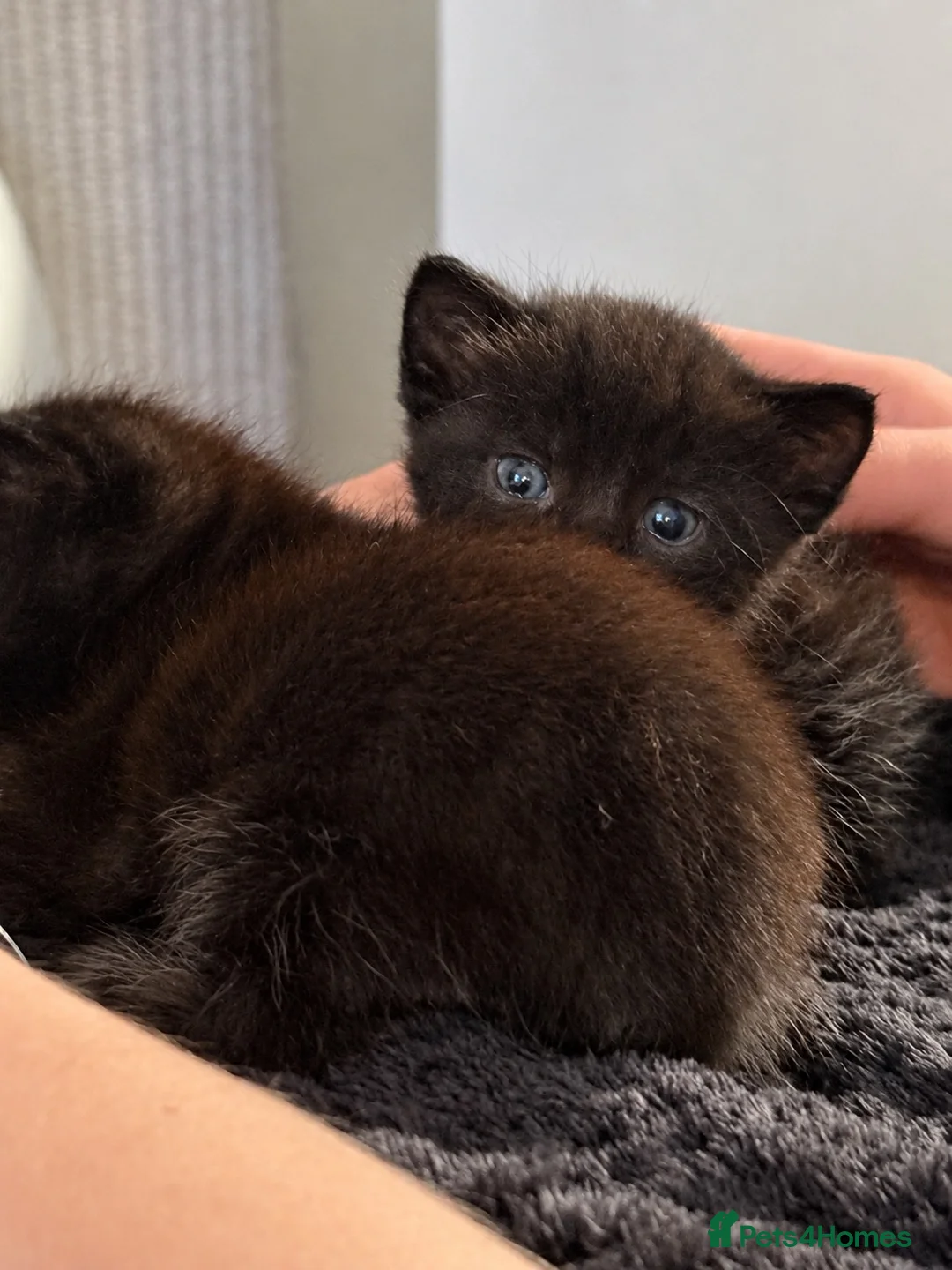 Domestic Shorthair cats for sale: Beautiful Black Kittens – Loving Homes Wanted 🐾 - Advert 9