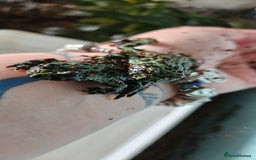 Frog reptiles for sale: 2 male oriental fire belly toads  - Image 1