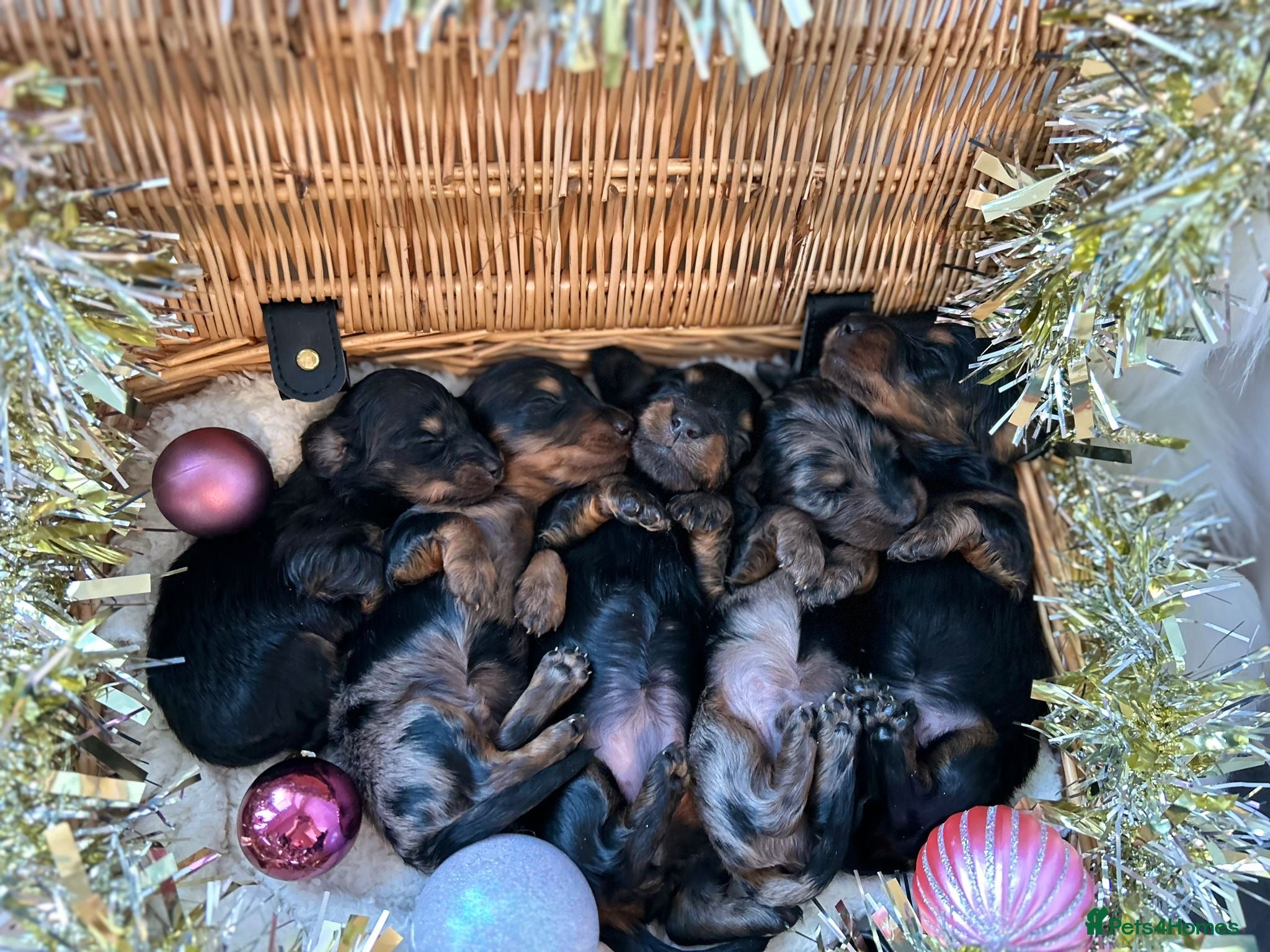 Miniature Dachshund dogs miniature longhaired dachshund's - Advert 10