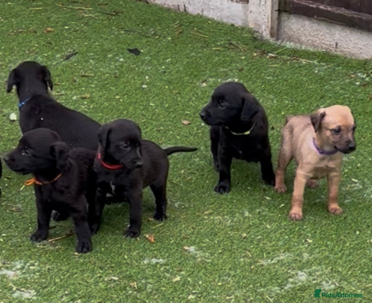 Mixed Breed dogs F1 Beddy whippets  - Advert 1