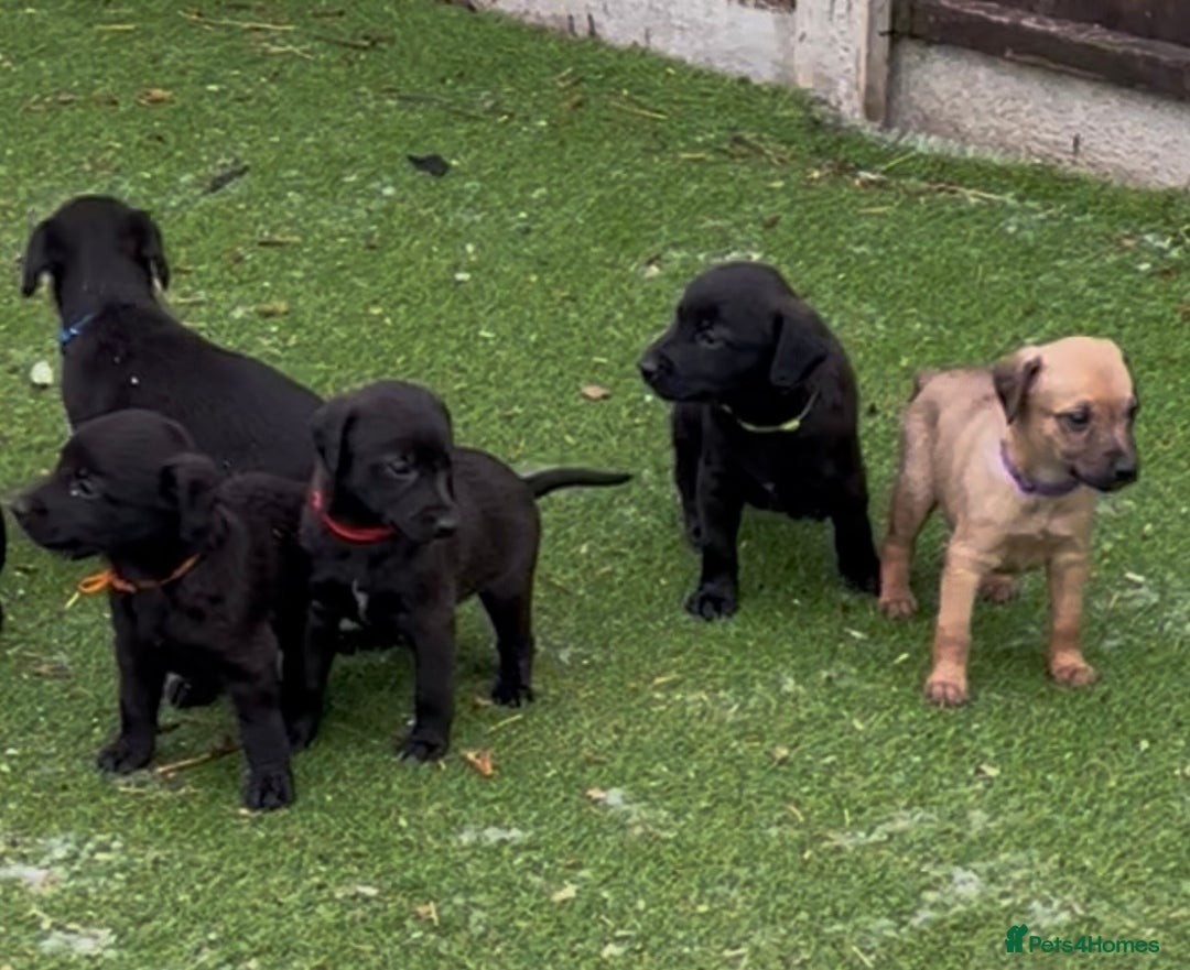 Mixed Breed dogs for sale: F1 Beddy whippets  - Advert 1