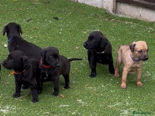 Mixed Breed dogs F1 Beddy whippets - Advert 6