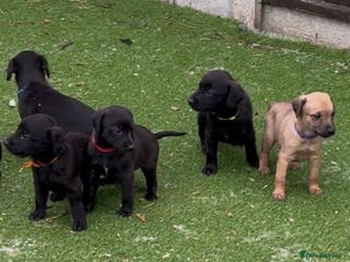 Mixed Breed dogs F1 Beddy whippets - Advert 4