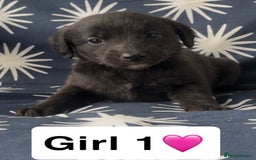 Mixed Breed dogs for sale: Bedlington whippet puppies - Image 10